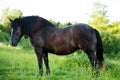 Side View of a Beautiful Strong horse in nature