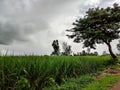 Side view of Beautiful sugarcane farmland surrounded by green trees with dark clouds on background. Picture capture during monsoon Royalty Free Stock Photo