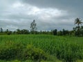 Side view of Beautiful sugarcane farmland surrounded by green trees with dark clouds on background. Picture capture during monsoon Royalty Free Stock Photo