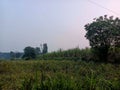 Side view of Beautiful sugarcane farmland surrounded by green trees with dark clouds on background. Picture capture during monsoon Royalty Free Stock Photo