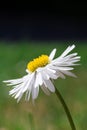 Side-view of a Beautiful White Oxeye Daisy