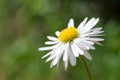 Side-View of a Beautiful White Oxeye Daisy