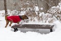 Side view of beautiful young Irish Setter dog in red winter coat romping unleashed in deep fresh snow