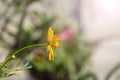 Side view beauty fresh orange red petals gold pollen cosmos flower blooming in botanic garden with copy space Royalty Free Stock Photo