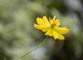 Side view beauty fresh yellow petals orange pollen cosmos flower blooming in botanic garden green blackground Royalty Free Stock Photo