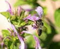 Side view bee and purple flower Royalty Free Stock Photo