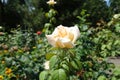 Side view of beige flower of rose Royalty Free Stock Photo