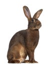 Side view of Belgian Hare Royalty Free Stock Photo