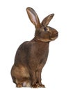 Side view of Belgian Hare