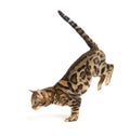 Side view of a Bengal cat jumping down, isolated