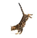 Side view of a Bengal cat jumping down, isolated