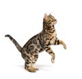 Side view of a Bengal cat jumping up, isolated Royalty Free Stock Photo