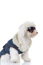 Side view of a bichon puppy wearing clothes and sunglasses Royalty Free Stock Photo