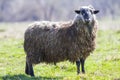 Side view of big healthy sheep with long curly white gray fleece standing alone in green grassy field looking proudly in the camer Royalty Free Stock Photo