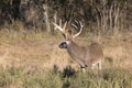 Side view of big whitetail buck