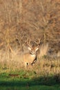 Side View of Big Whitetail Deer Royalty Free Stock Photo