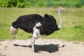 Side view of bird ostrich