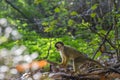 Side View Of A Black-Capped Squirrel Monkey In A Tree Royalty Free Stock Photo