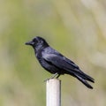 Side view black carrion crow corvus corone standing on stake Royalty Free Stock Photo