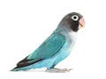 Side view of a Black Cheecked Lovebird Ã¢â¬â Agapornis Nigrigenis Ã¢â¬â Blue mutation