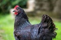 Side View of a Black Chicken on a Farm Royalty Free Stock Photo