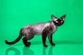 Side view of black Devon Rex cat on green background Royalty Free Stock Photo