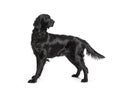Side view of a Black Flatcoat Retriever dog standing and looking back, isolated on white Royalty Free Stock Photo