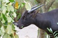 Side view of a black goat munching at some leaves