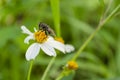 Housefly Feeding From Spanish Needle Plant Royalty Free Stock Photo