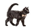 Side view Black Kitten Crossbreed cat wlking,  wearing a bow tie Royalty Free Stock Photo