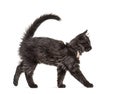 Side view Black Kitten Crossbreed cat wlking Royalty Free Stock Photo