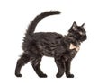 Side view Black Kitten Crossbreed cat wlking Royalty Free Stock Photo