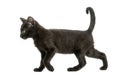 Side view of a Black kitten walking, 2 months old, isolated Royalty Free Stock Photo