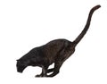 Side view of a black leopard landing after a jump, panthera pardus, isolated on white Royalty Free Stock Photo