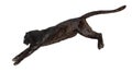 Side view of a black leopard leaping, panthera pardus, isolated on white background Royalty Free Stock Photo