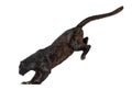 Side view of a black leopard leaping, panthera pardus, isolated on white background Royalty Free Stock Photo