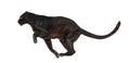 Side view of a black leopard leaping, panthera pardus, isolated on white background Royalty Free Stock Photo