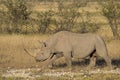 Side view of a Black Rhinoceros (Diceros bicornis) Royalty Free Stock Photo