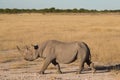 Side view of a Black Rhinoceros (Diceros bicornis) Royalty Free Stock Photo