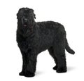 Side view of Black Russian Terrier, standing Royalty Free Stock Photo