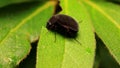 Side View of Black Scarabaeid Beetle on Leaves