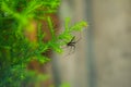 Side view of a black spider sitting on a Lemon cypress plant in garden