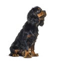 Side view of a Black-and-tan Young Cavalier King Charles Spaniel Royalty Free Stock Photo