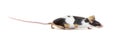 Side view of a Black and white Fancy mouse running away - Mus musculus domestica, isolated Royalty Free Stock Photo