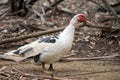 This is a side view of a black and white  Muscovy duck Royalty Free Stock Photo