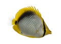 Side view of a Blackback Butterflyfish, Chaetodon melannotus Royalty Free Stock Photo