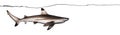 Side view of a Blacktip reef shark swimming Royalty Free Stock Photo