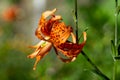 Side view of a blooming Tiger Lily Royalty Free Stock Photo