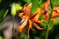 Side view of a blooming Tiger Lily Royalty Free Stock Photo