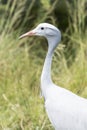 Side view of a blue crane Royalty Free Stock Photo